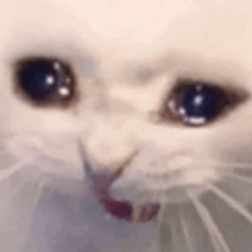 Kucing nangis karena gabisa profit konsisten